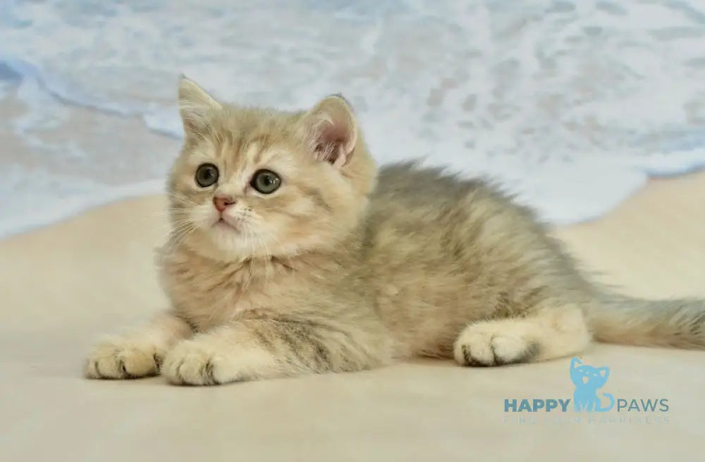 Tim Scottish Straight male blue golden spotted tabby live animals