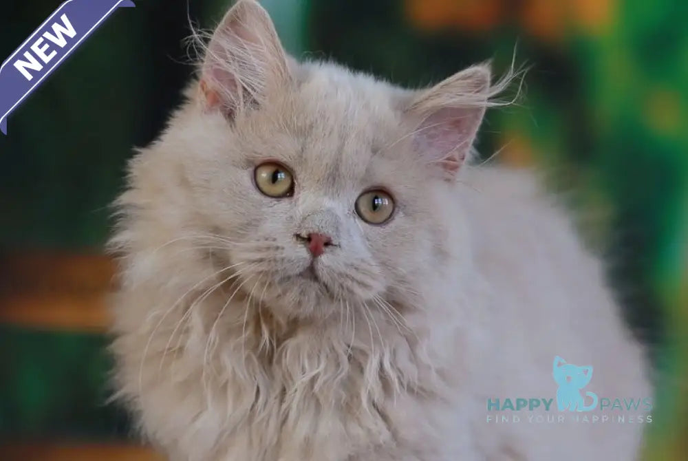 Timaty British Longhair male fawn live animals