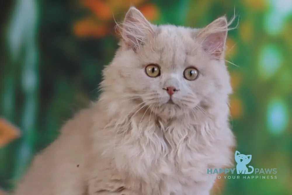 Timaty British Longhair male fawn live animals