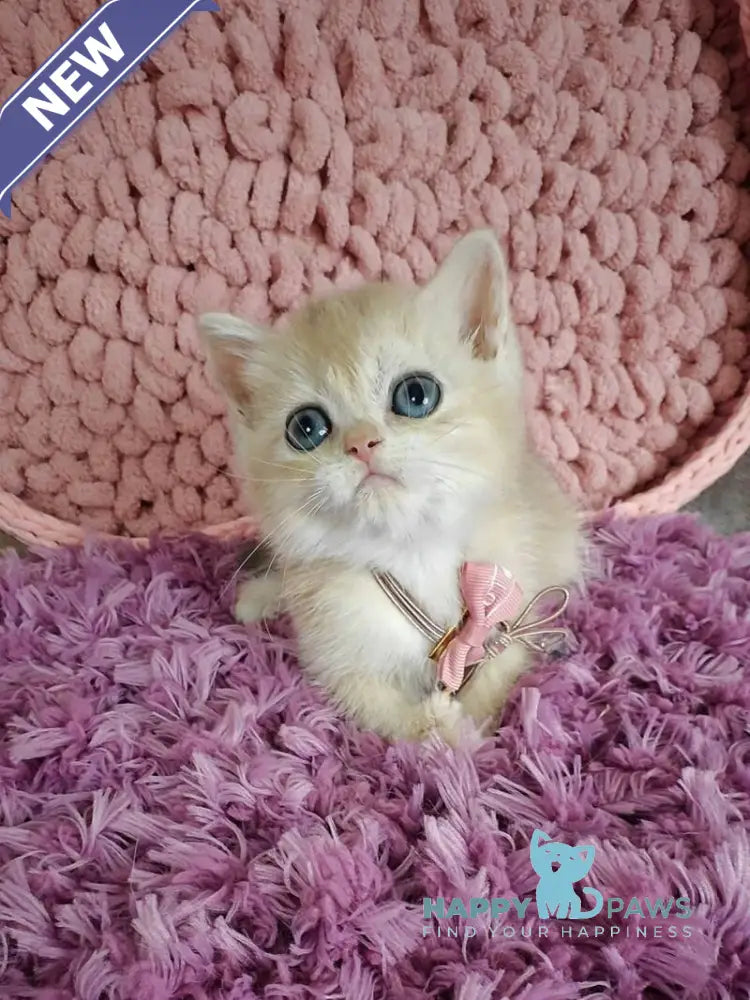 Timberlake British Shorthair male blue golden chinchilla live animals