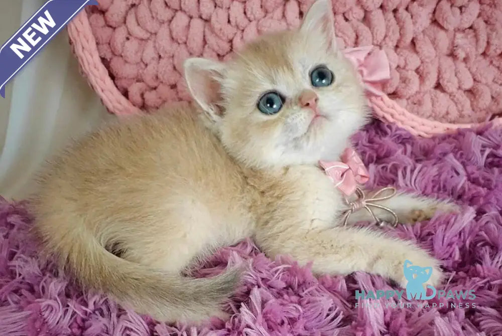 Timberlake British Shorthair male blue golden chinchilla live animals