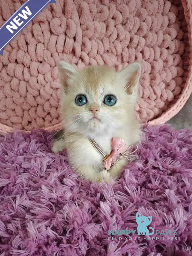 Timberlake British Shorthair male blue golden chinchilla live animals