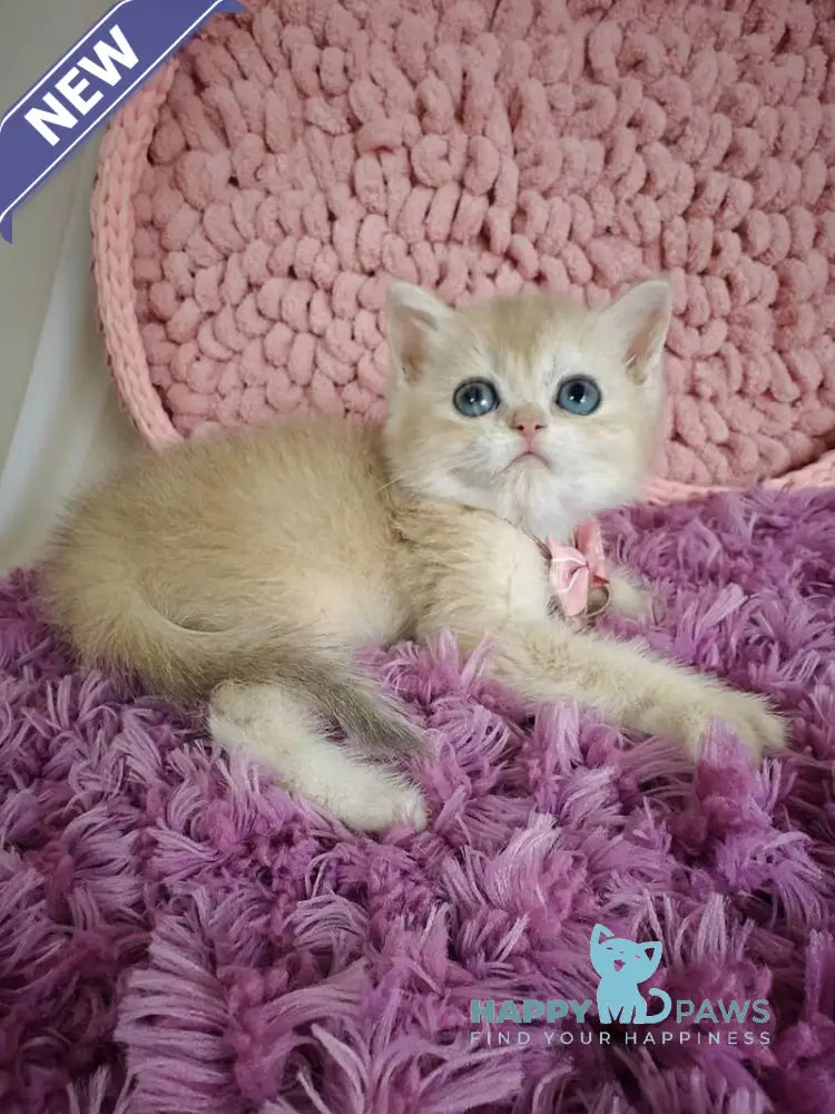 Timberlake British Shorthair male blue golden chinchilla live animals