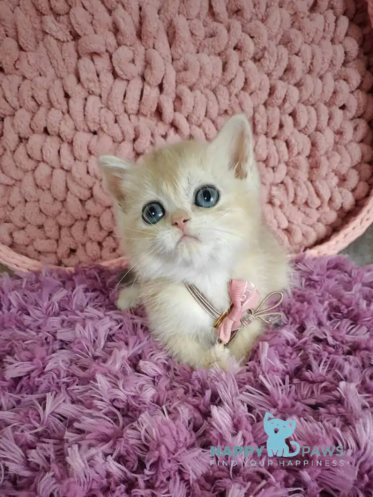 Timberlake British Shorthair male blue golden chinchilla live animals