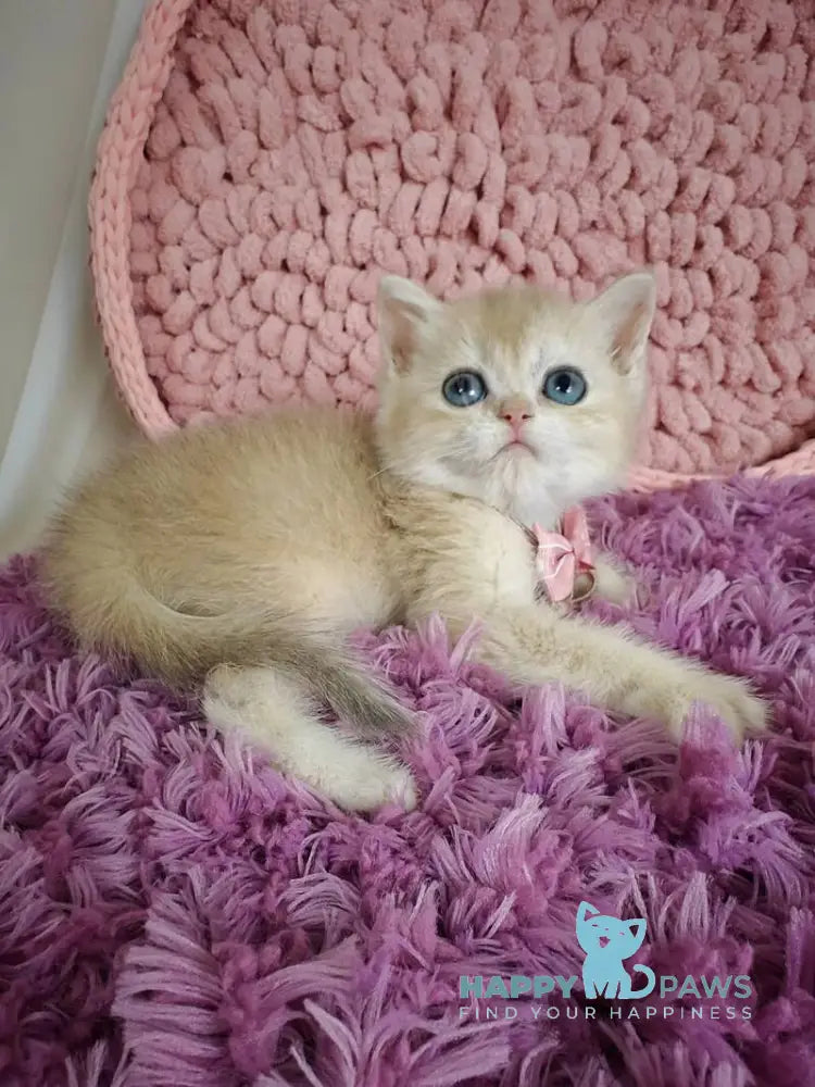 Timberlake British Shorthair male blue golden chinchilla live animals
