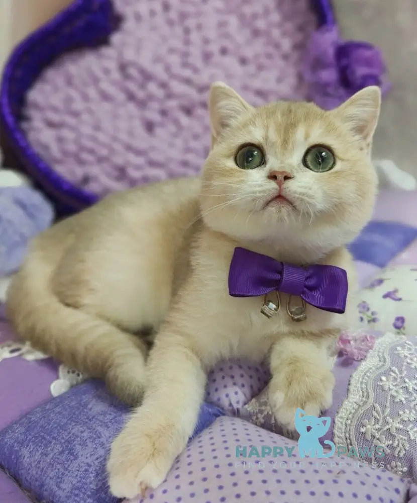 Timberlake British Shorthair male lilac golden chinchilla live animals