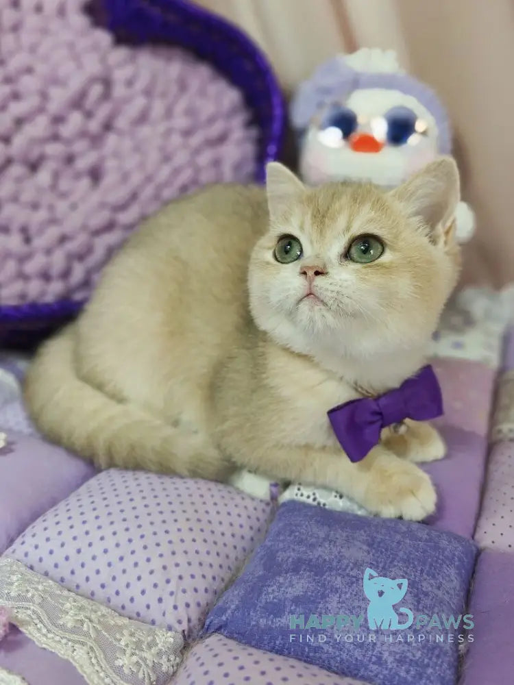 Timberlake British Shorthair male lilac golden chinchilla live animals