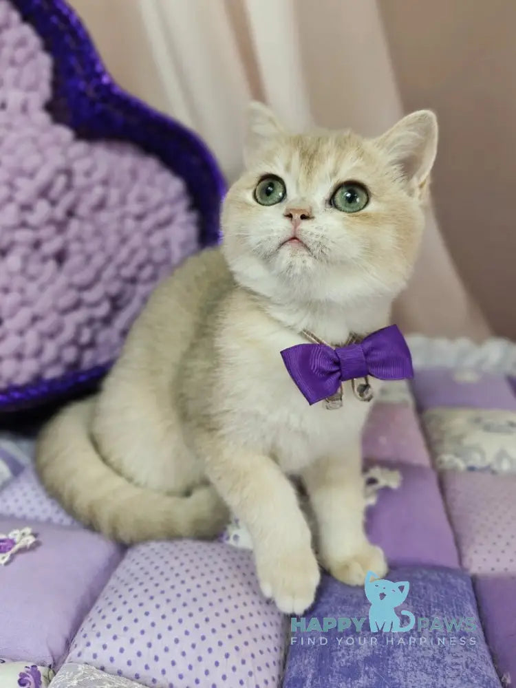 Timberlake British Shorthair male lilac golden chinchilla live animals