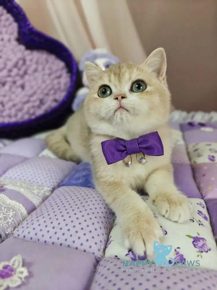 Timberlake British Shorthair male lilac golden chinchilla live animals