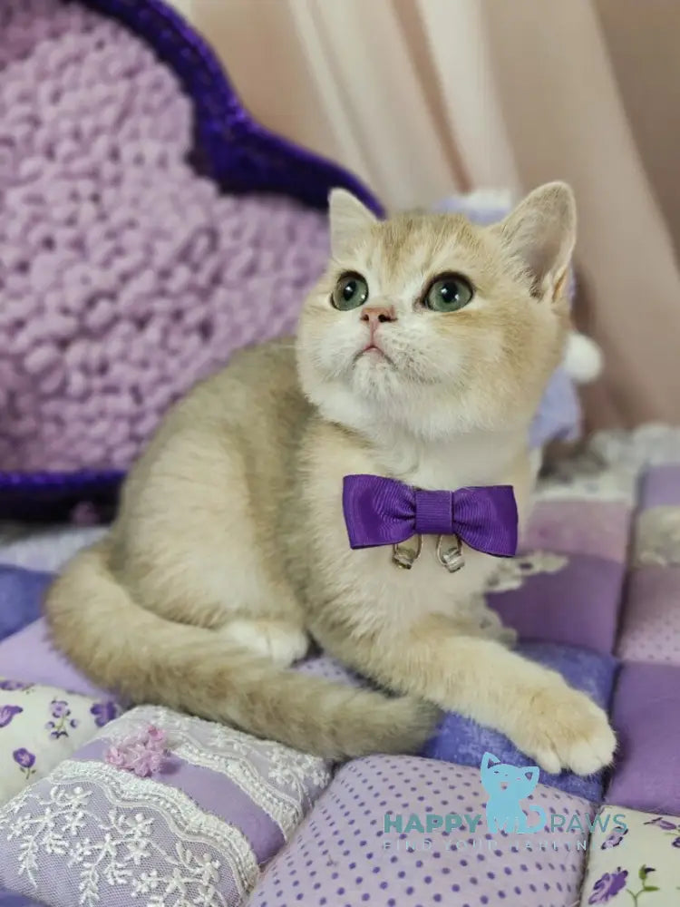 Timberlake British Shorthair male lilac golden chinchilla live animals