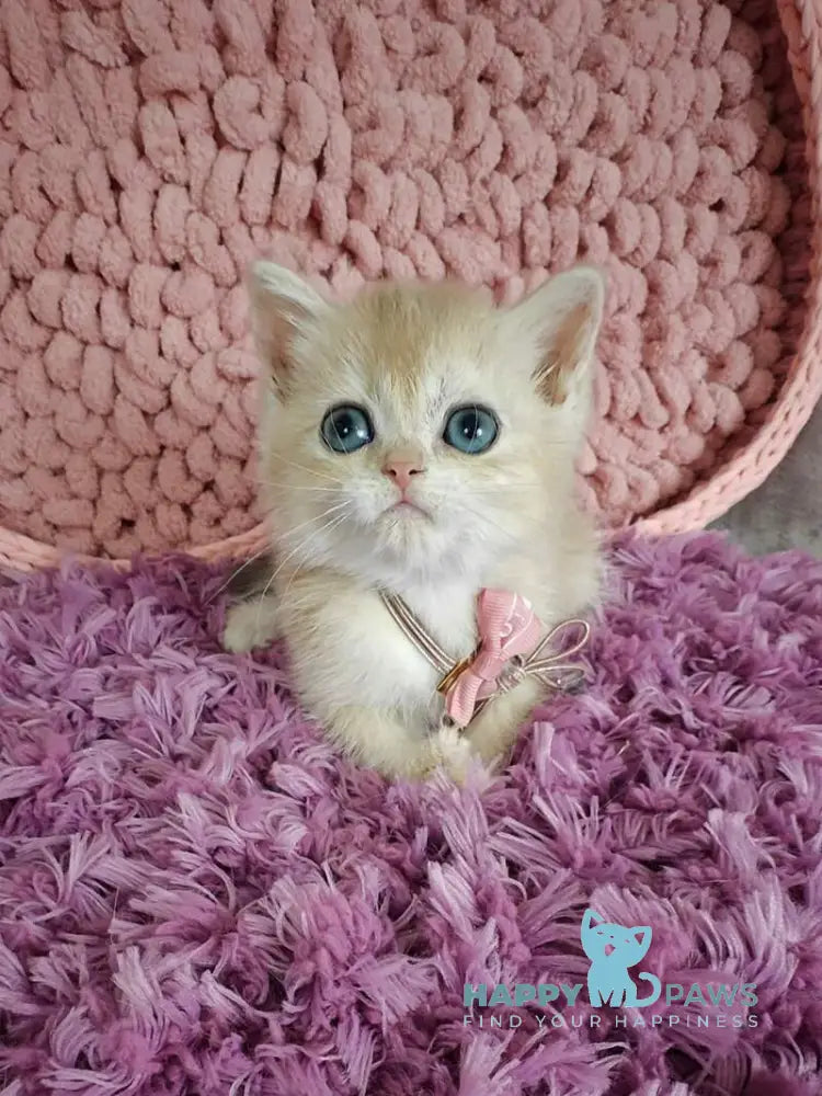 Timberlake British Shorthair male blue golden chinchilla live animals