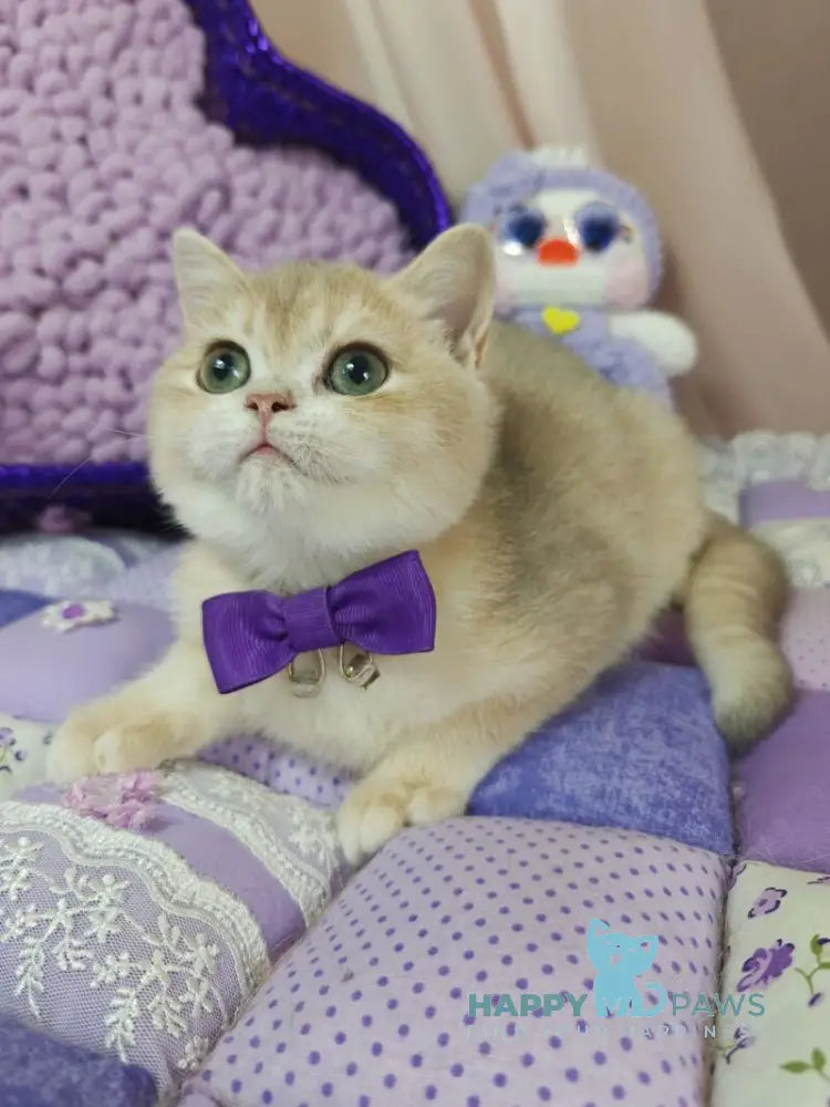 Timberlake British Shorthair male lilac golden chinchilla live animals