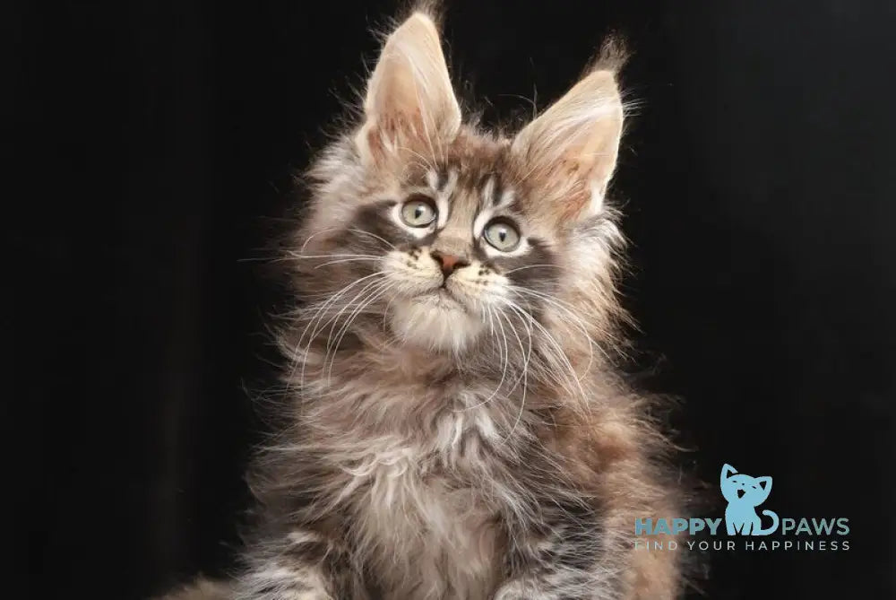 Timberland Maine Coon male black tabby live animals