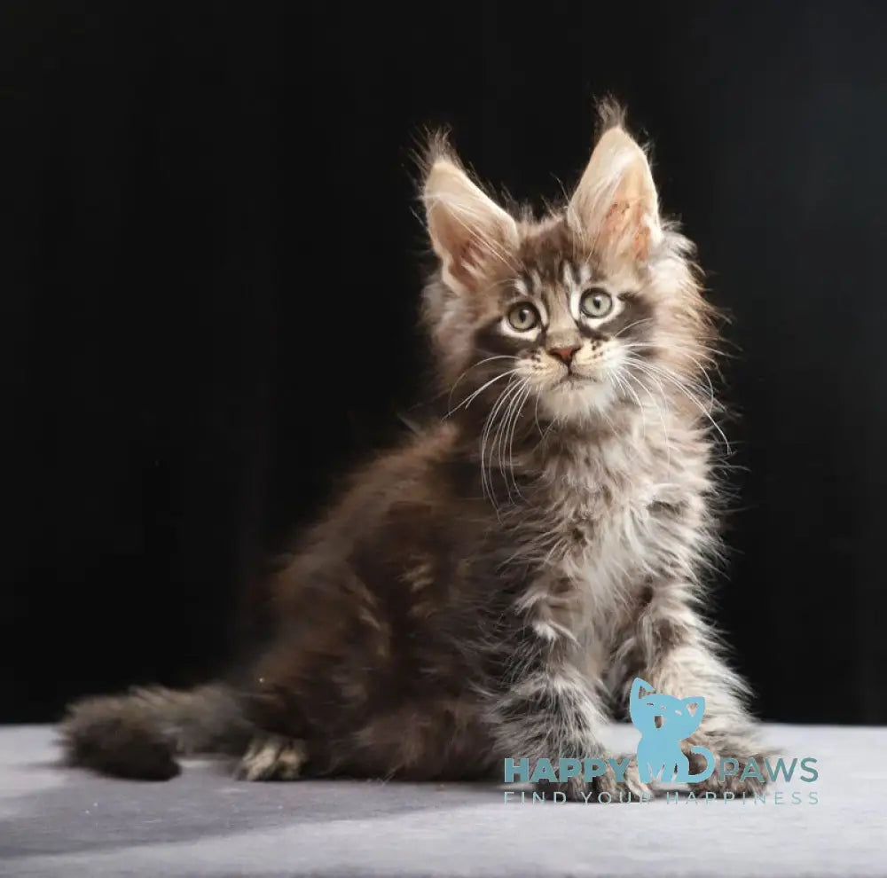 Timberland Maine Coon male black tabby live animals
