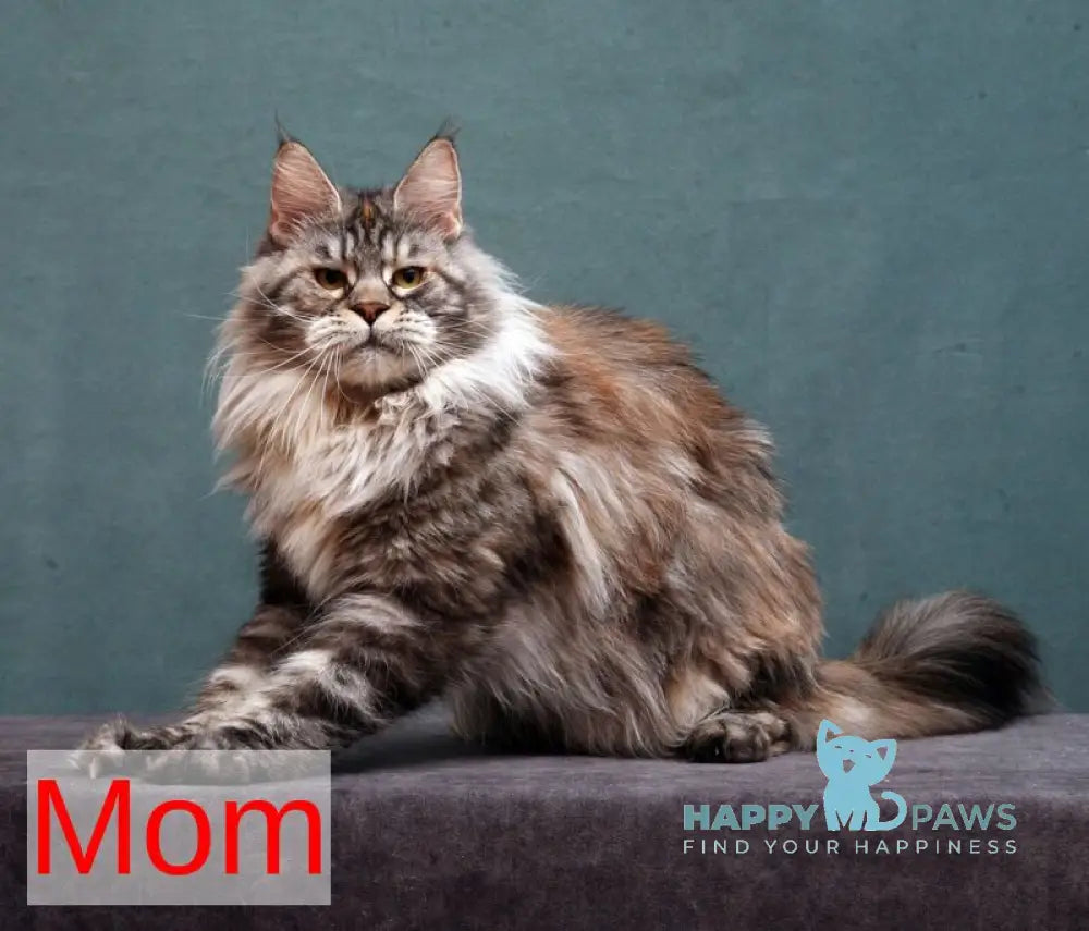 Timberland Maine Coon male black tabby live animals