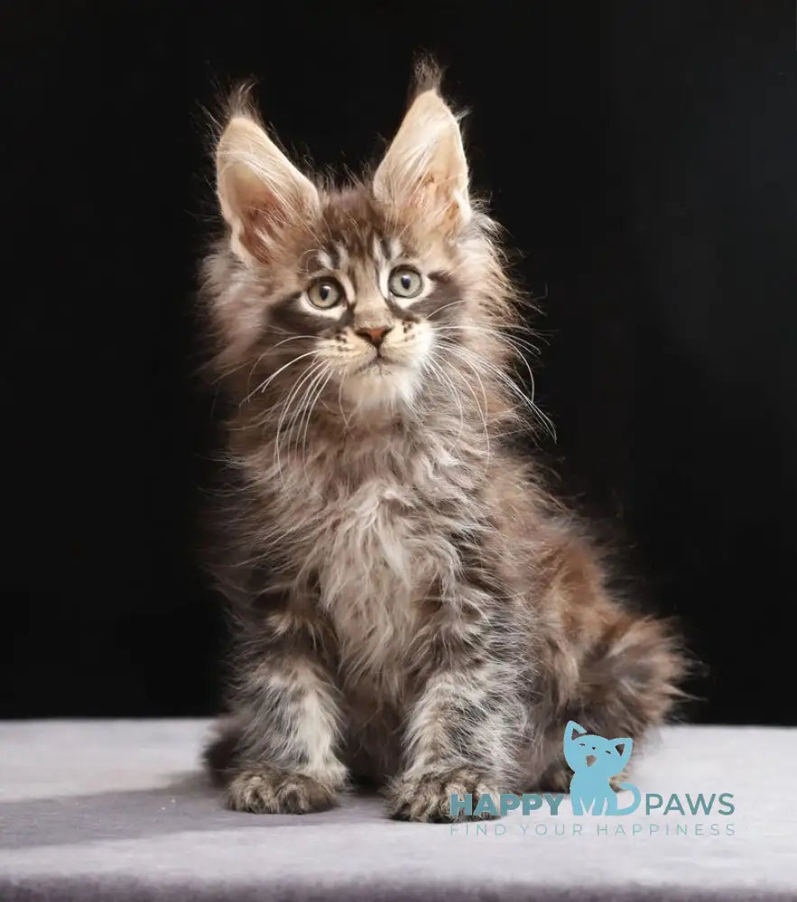 Timberland Maine Coon male black tabby live animals