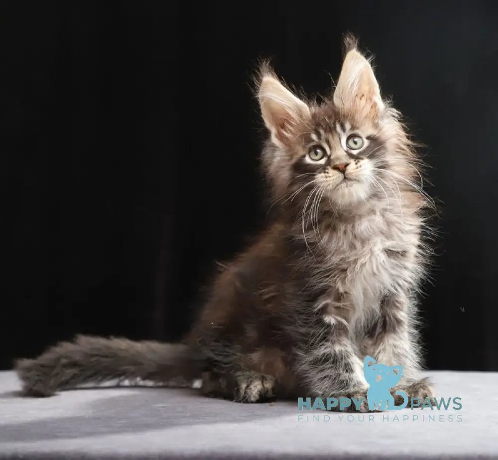 Timberland Maine Coon male black tabby live animals