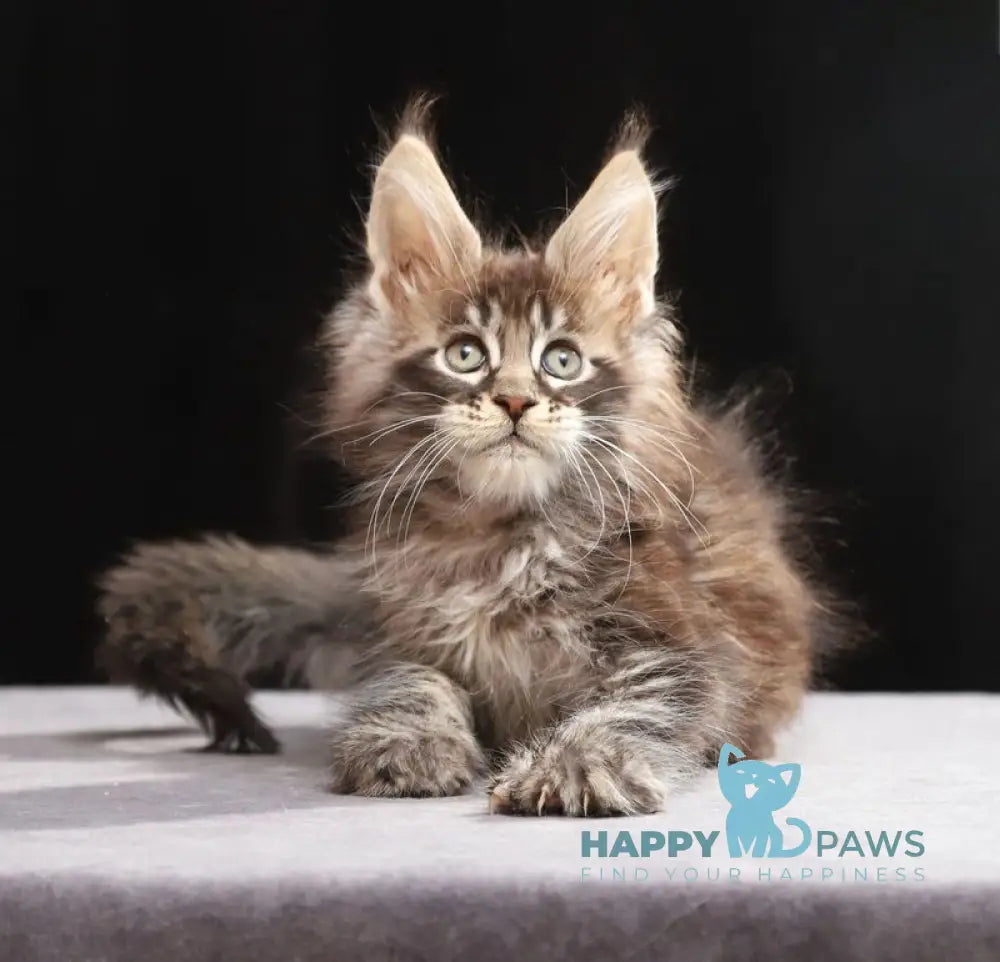 Timberland Maine Coon male black tabby live animals