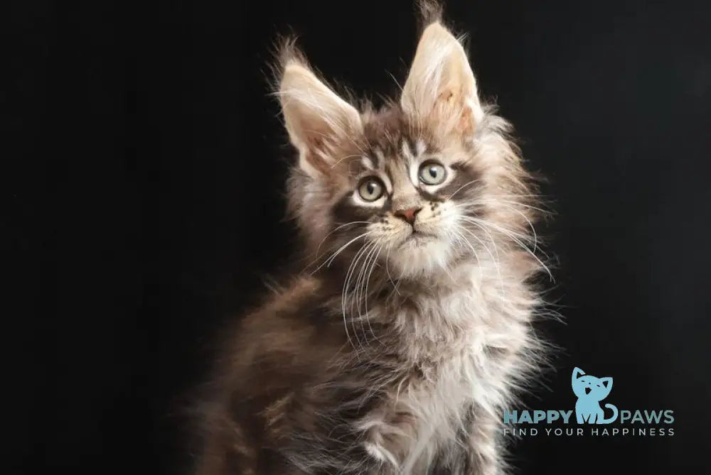 Timberland Maine Coon male black tabby live animals