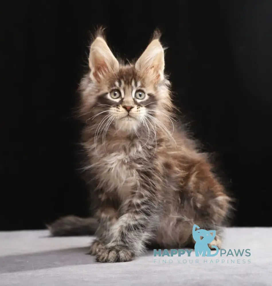 Timberland Maine Coon male black tabby live animals