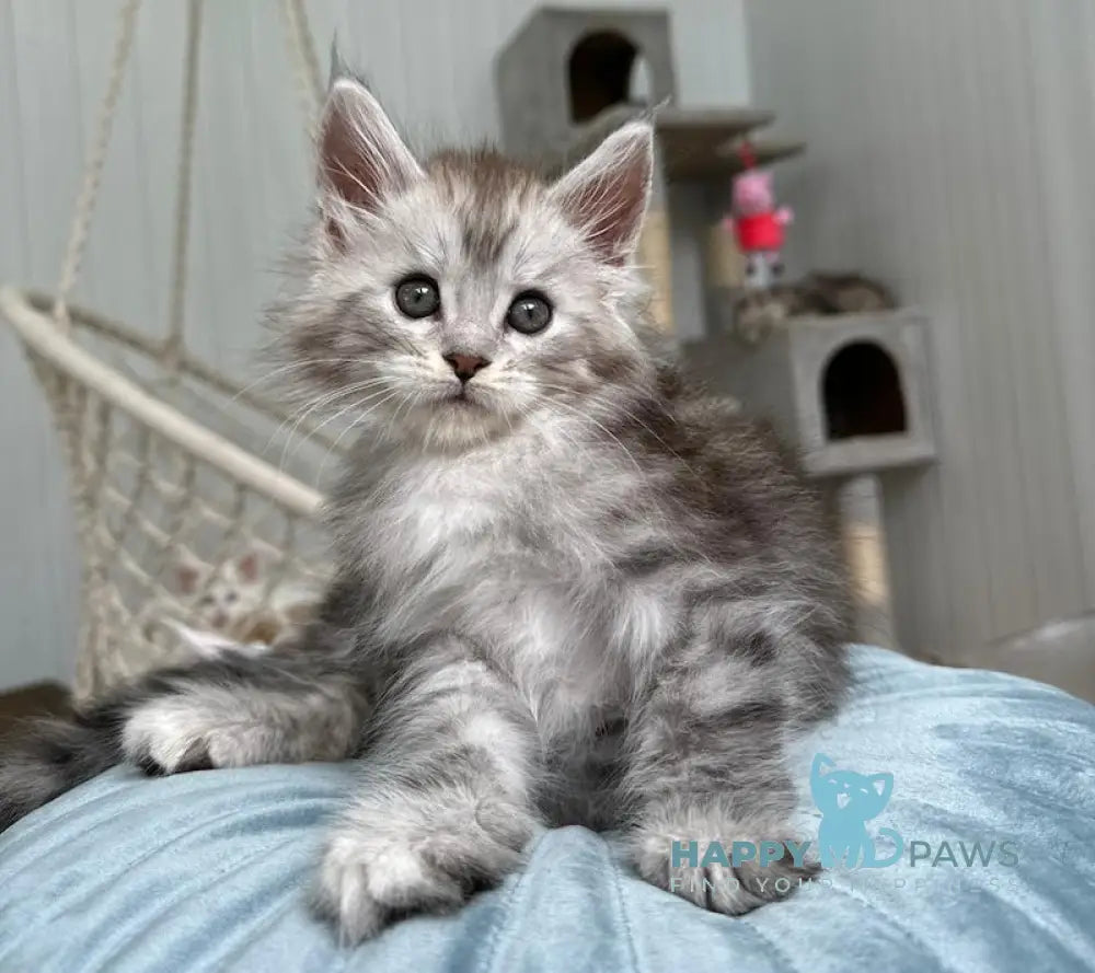 Timby Maine Coon male black silver spotted tabby live animals