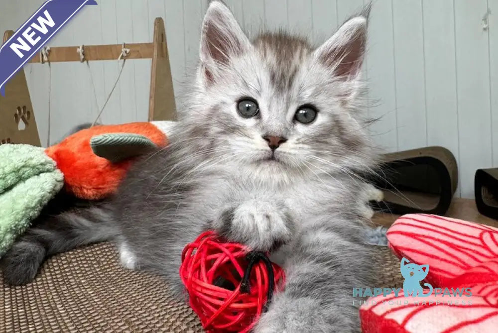Timby Maine Coon male black silver spotted tabby live animals