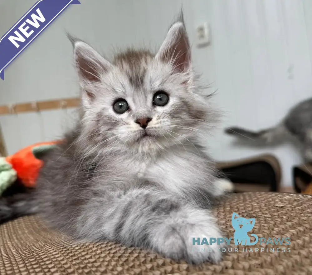 Timby Maine Coon male black silver spotted tabby live animals