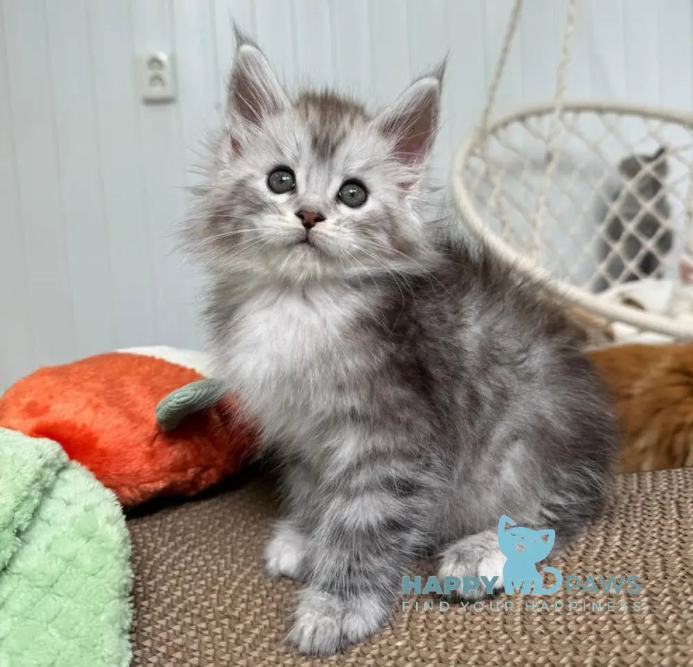 Timby Maine Coon male black silver spotted tabby live animals