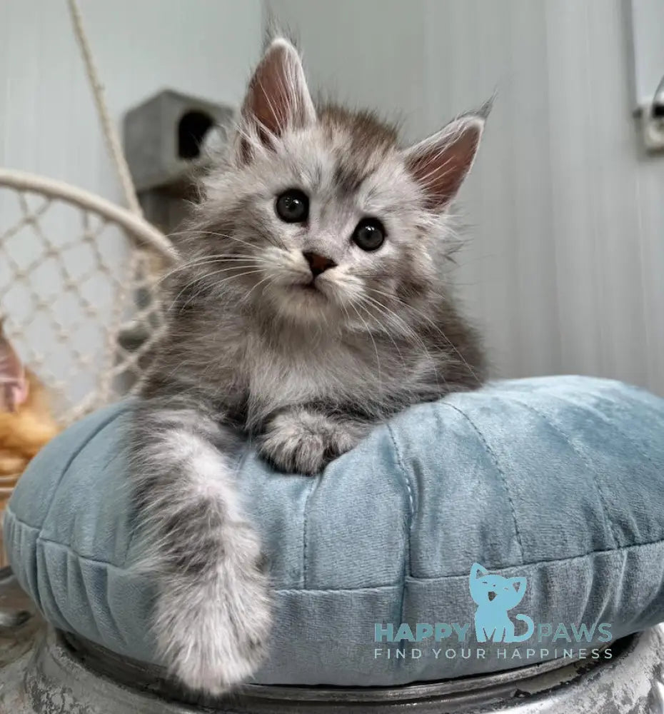 Timby Maine Coon male black silver spotted tabby live animals