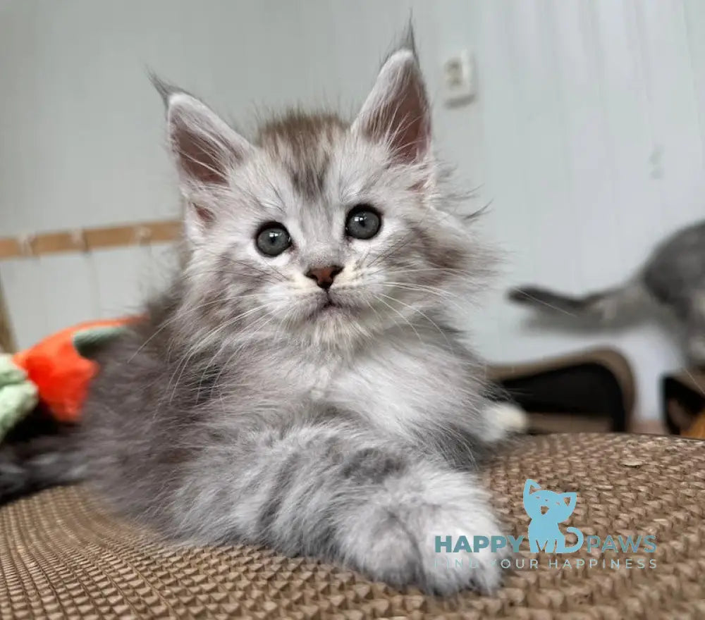 Timby Maine Coon male black silver spotted tabby live animals