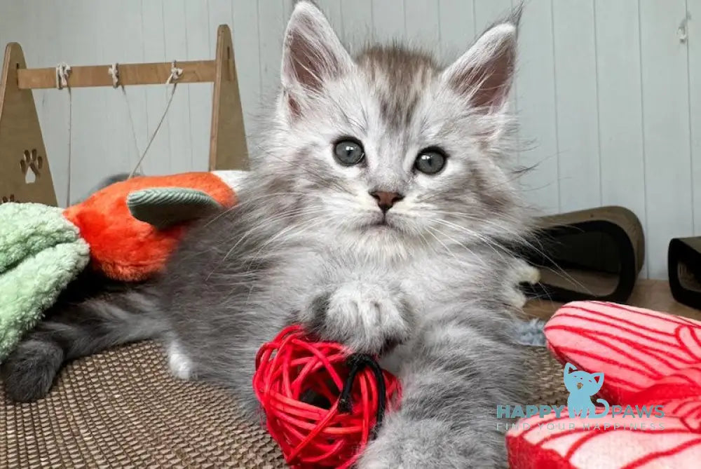 Timby Maine Coon male black silver spotted tabby live animals