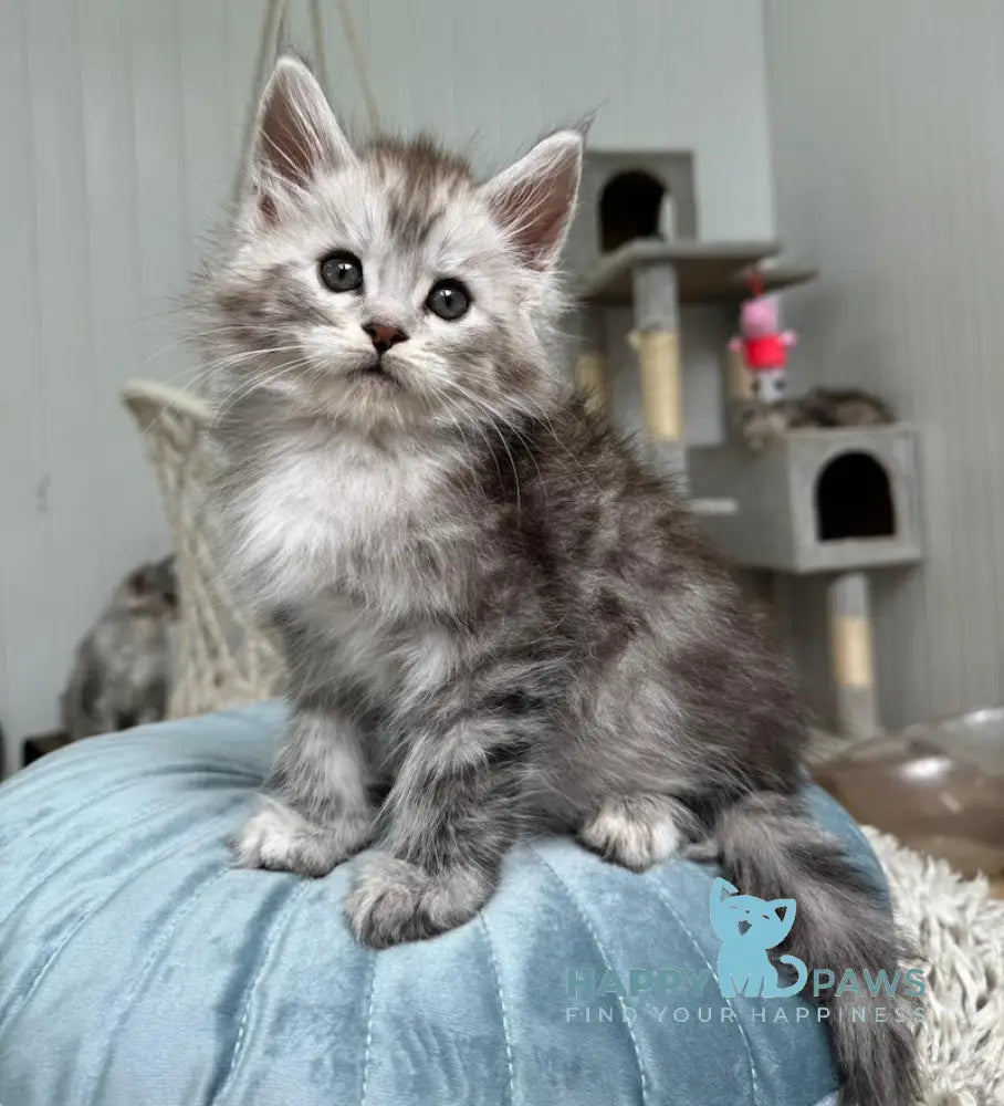 Timby Maine Coon male black silver spotted tabby live animals