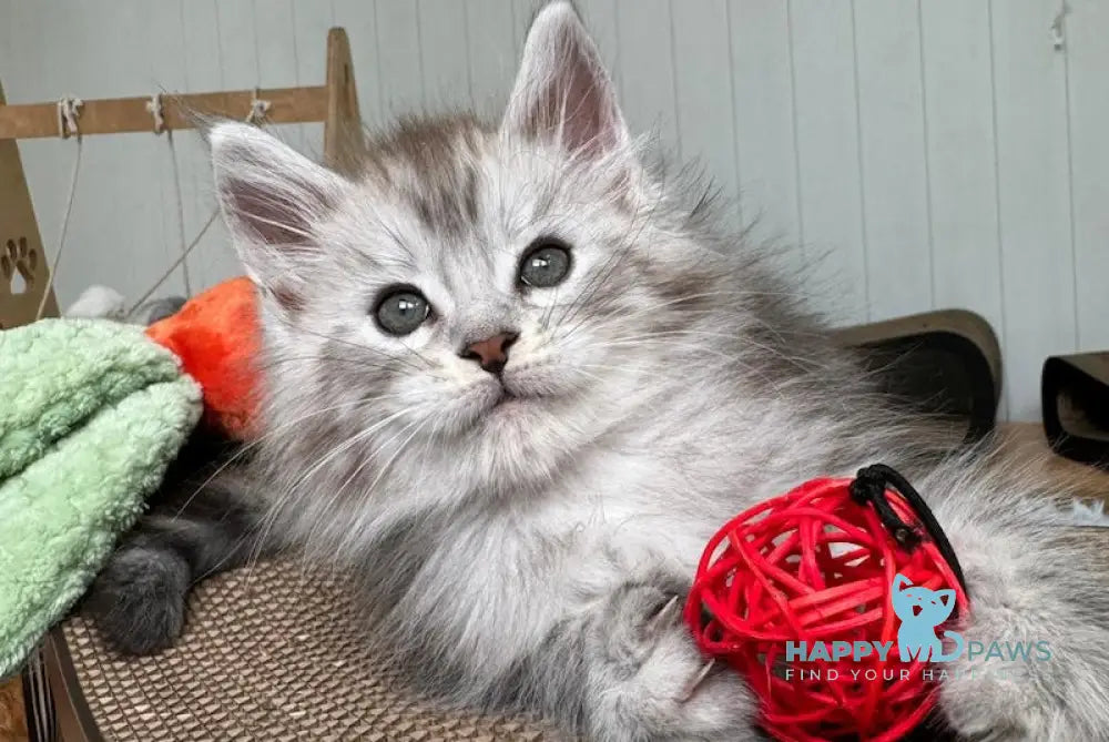 Timby Maine Coon male black silver spotted tabby live animals