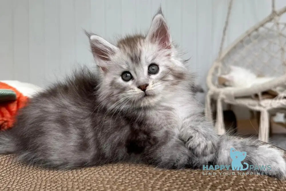 Timby Maine Coon male black silver spotted tabby live animals