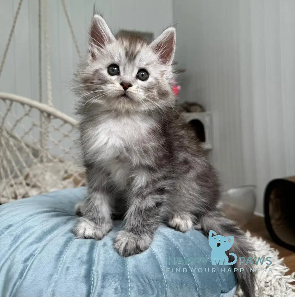 Timby Maine Coon male black silver spotted tabby live animals