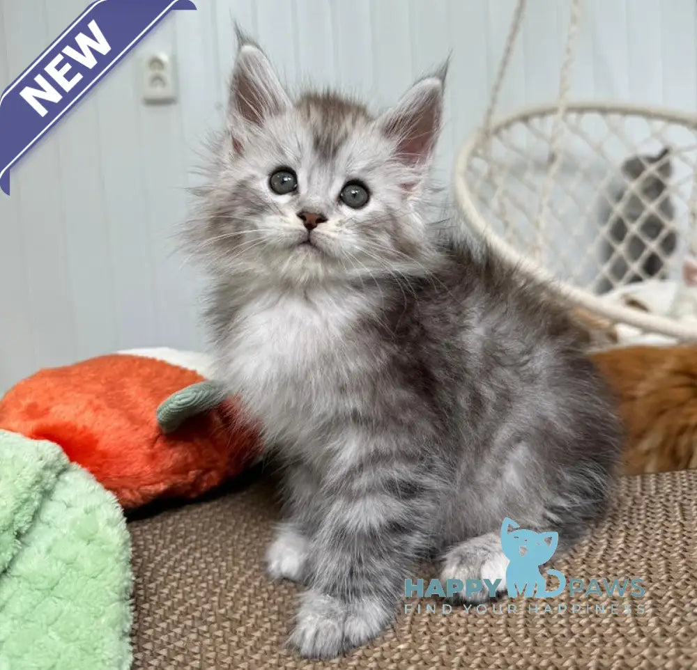Timby Maine Coon male black silver spotted tabby live animals