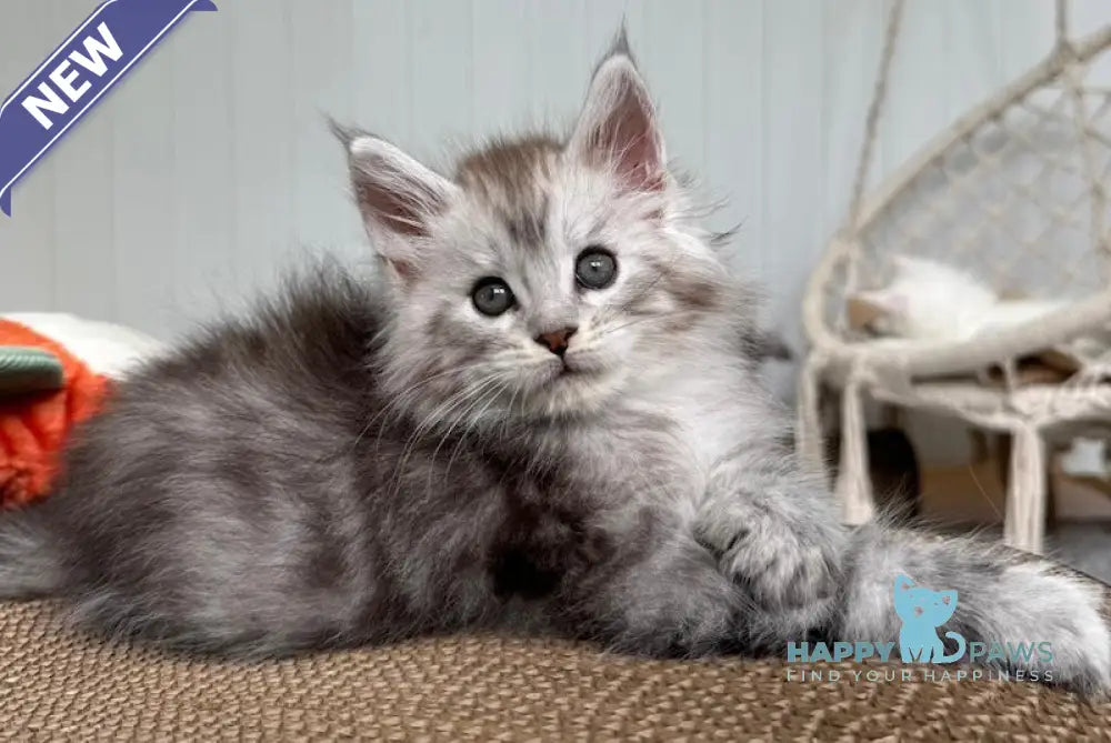 Timby Maine Coon male black silver spotted tabby live animals