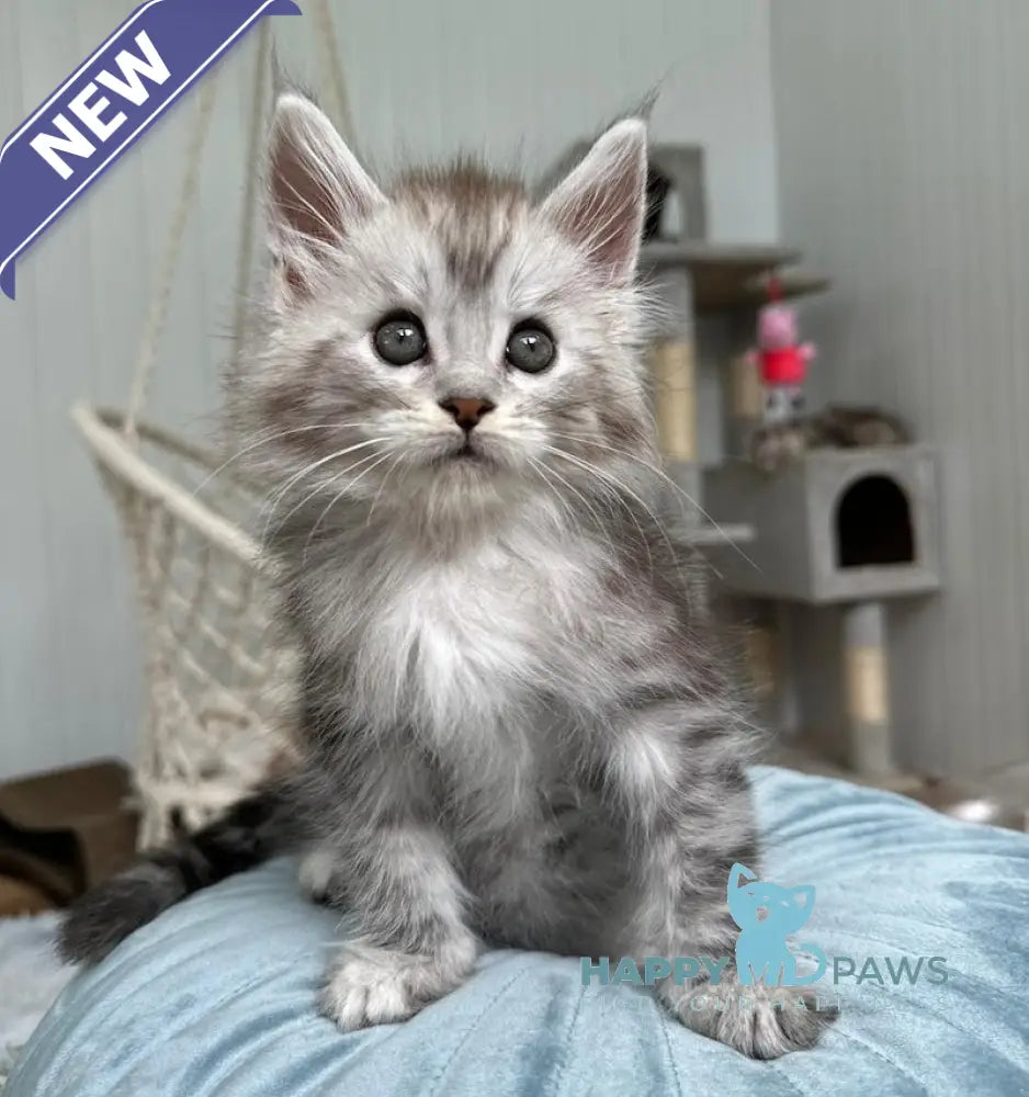 Timby Maine Coon male black silver spotted tabby live animals