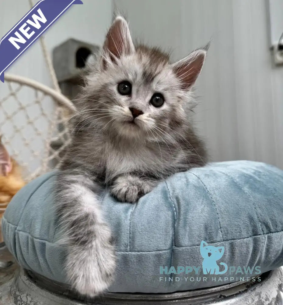 Timby Maine Coon male black silver spotted tabby live animals