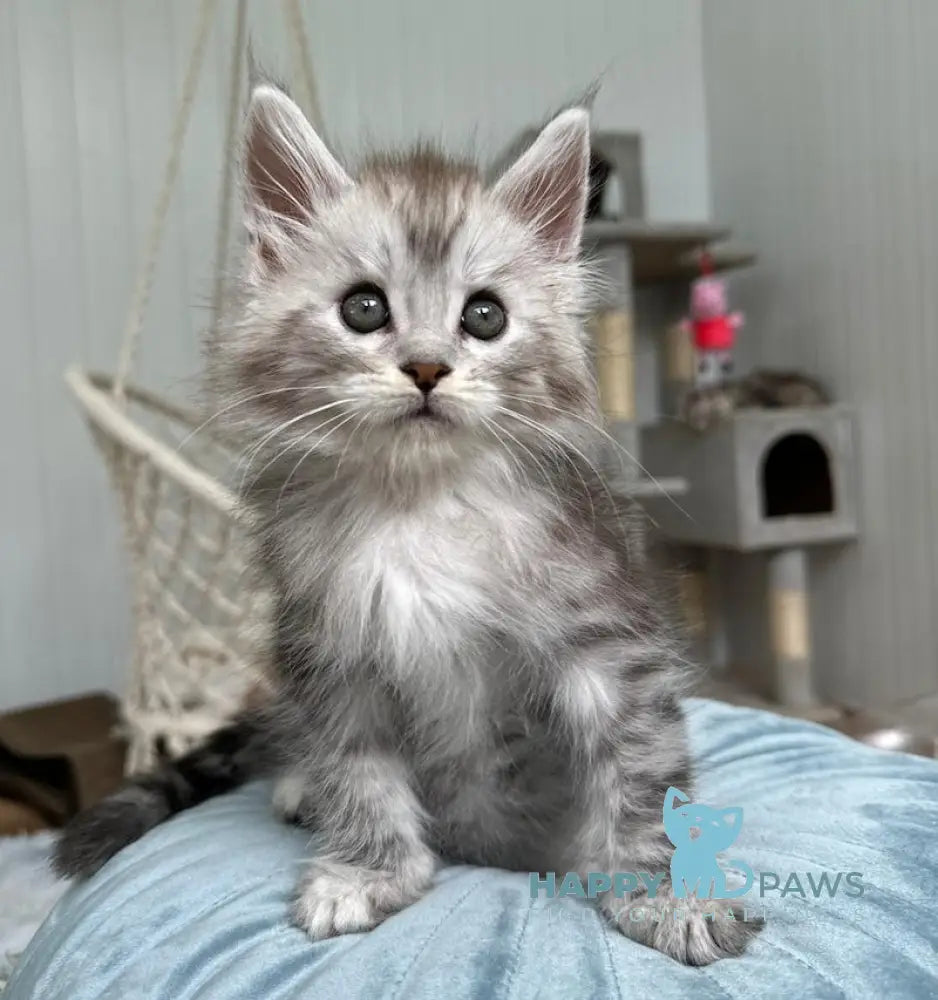 Timby Maine Coon male black silver spotted tabby live animals