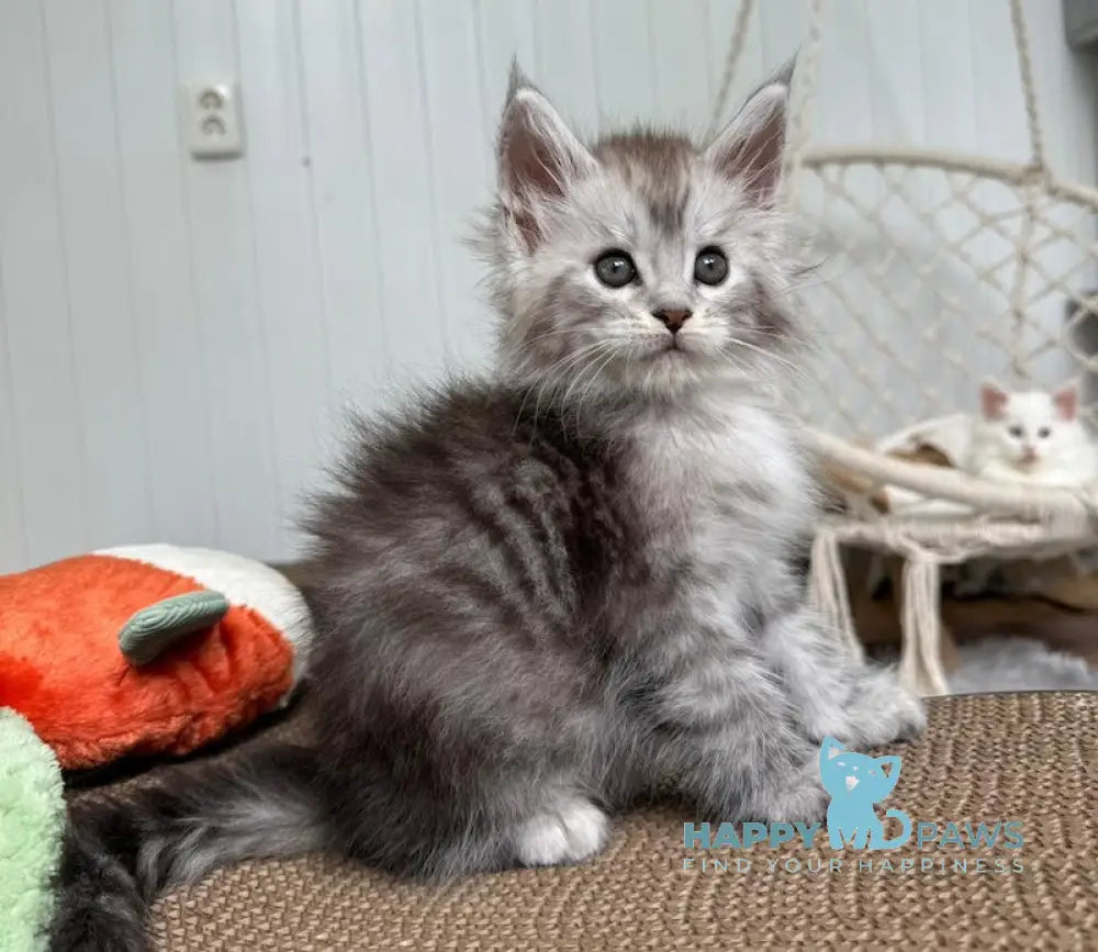 Timby Maine Coon male black silver spotted tabby live animals