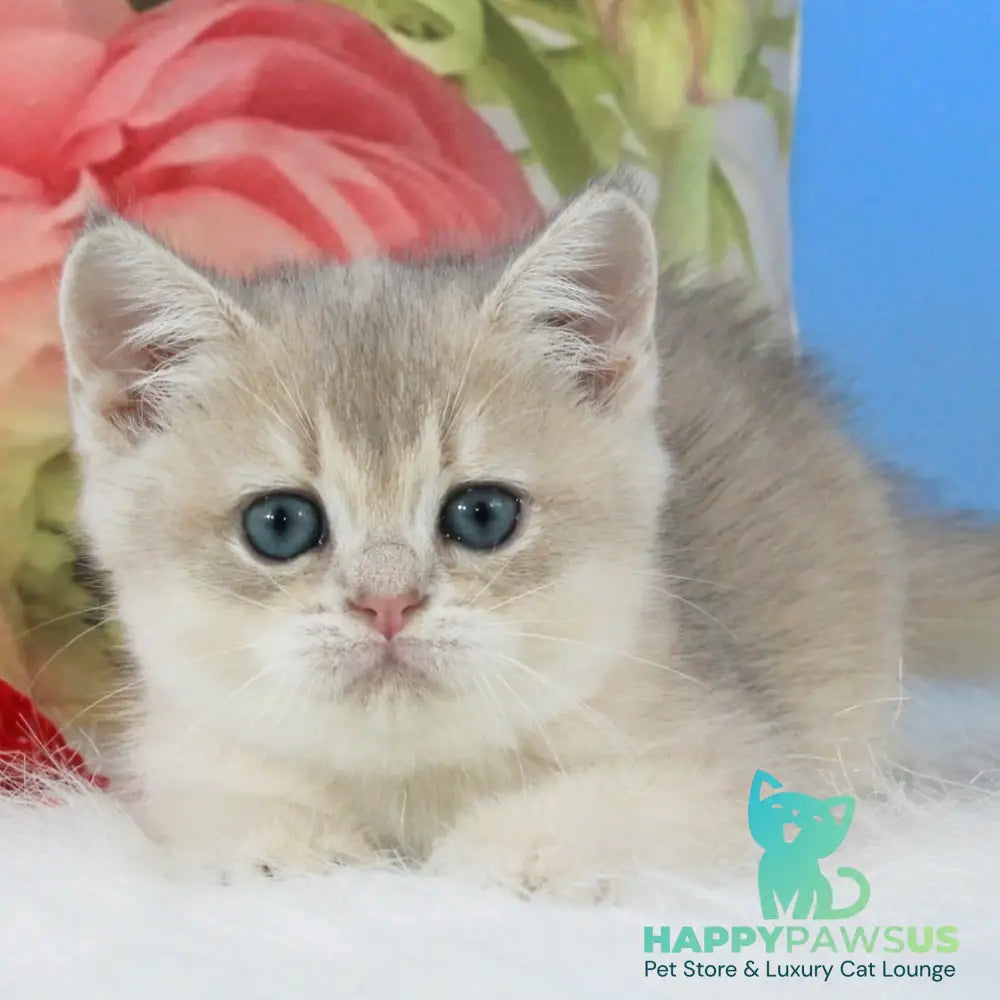 Timi British Shorthair male blue golden shaded - live animals