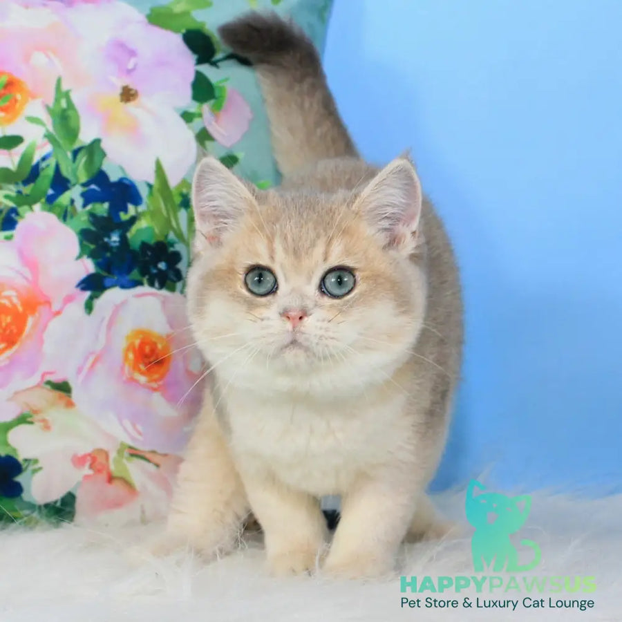 Timi British Shorthair male blue golden shaded - live animals