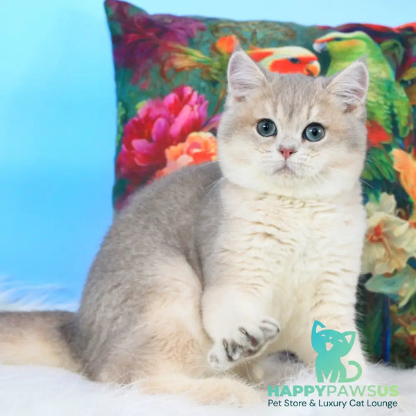 Timi British Shorthair male blue golden shaded - live animals