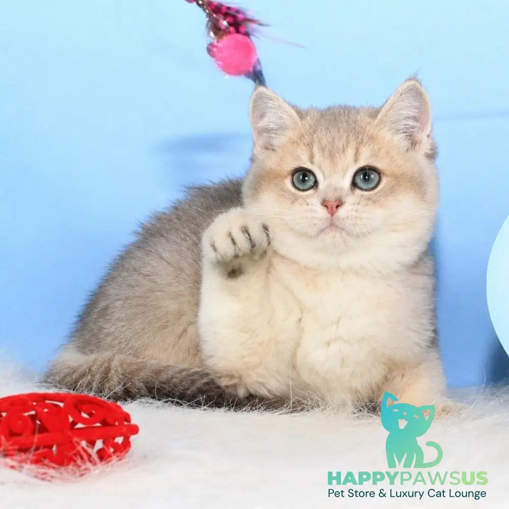 Timi British Shorthair male blue golden shaded - live animals