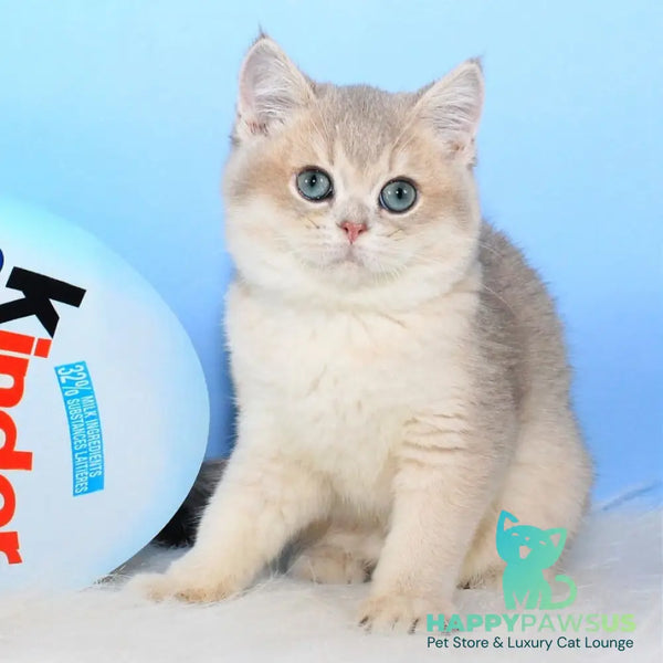 Timi British Shorthair male blue golden shaded - live animals