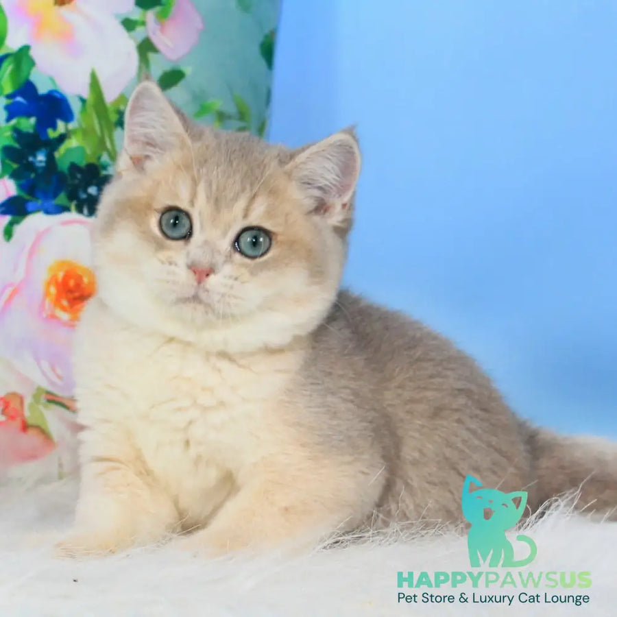 Timi British Shorthair male blue golden shaded - live animals