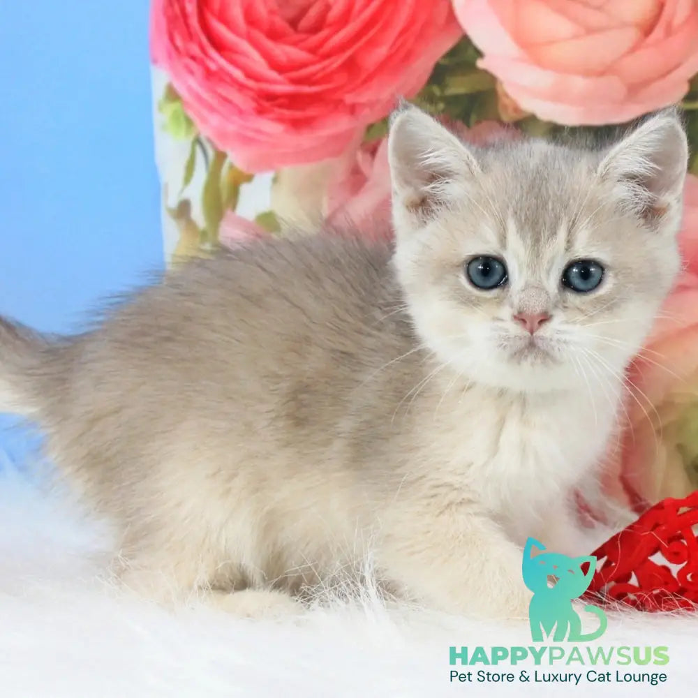 Timi British Shorthair male blue golden shaded - live animals