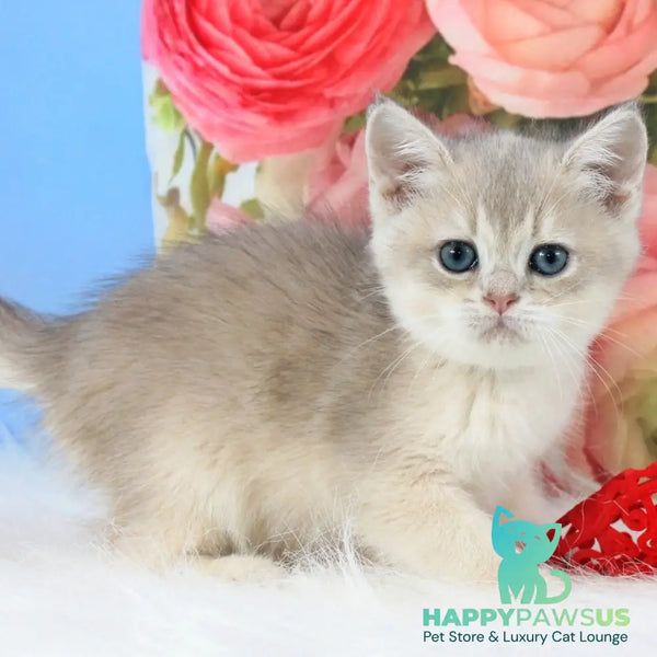 Timi British Shorthair male blue golden shaded - live animals