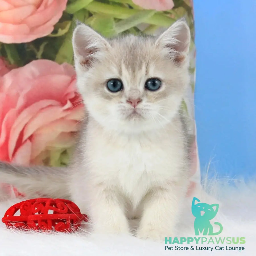 Timi British Shorthair male blue golden shaded - live animals